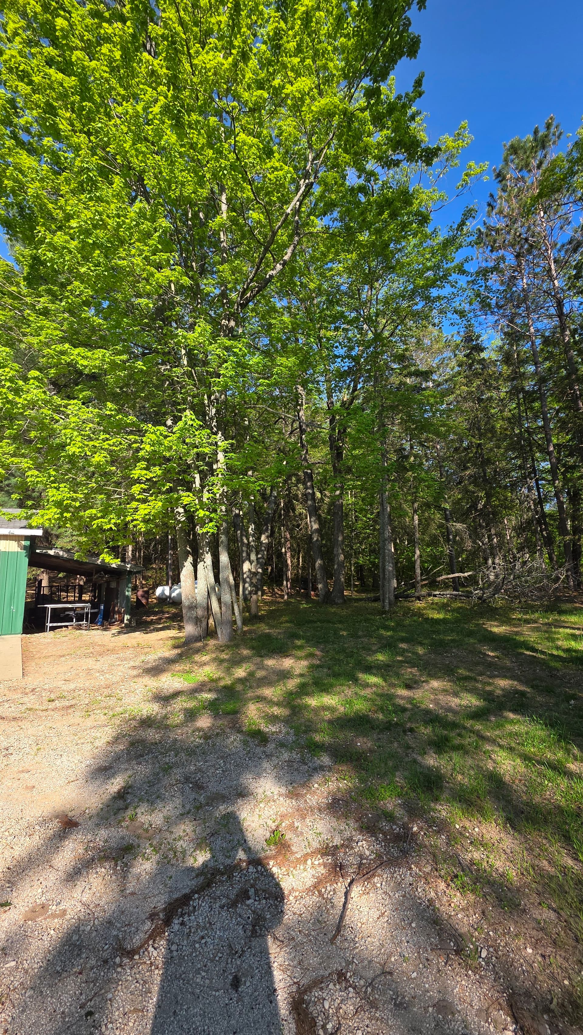 Gallery photos for Land Clearing and Site Prep for a New Driveway and Parking Area: Image #3